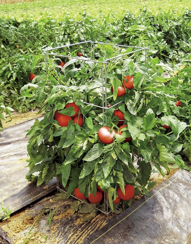 Pack of 5 Heavy Duty Tomato Cage