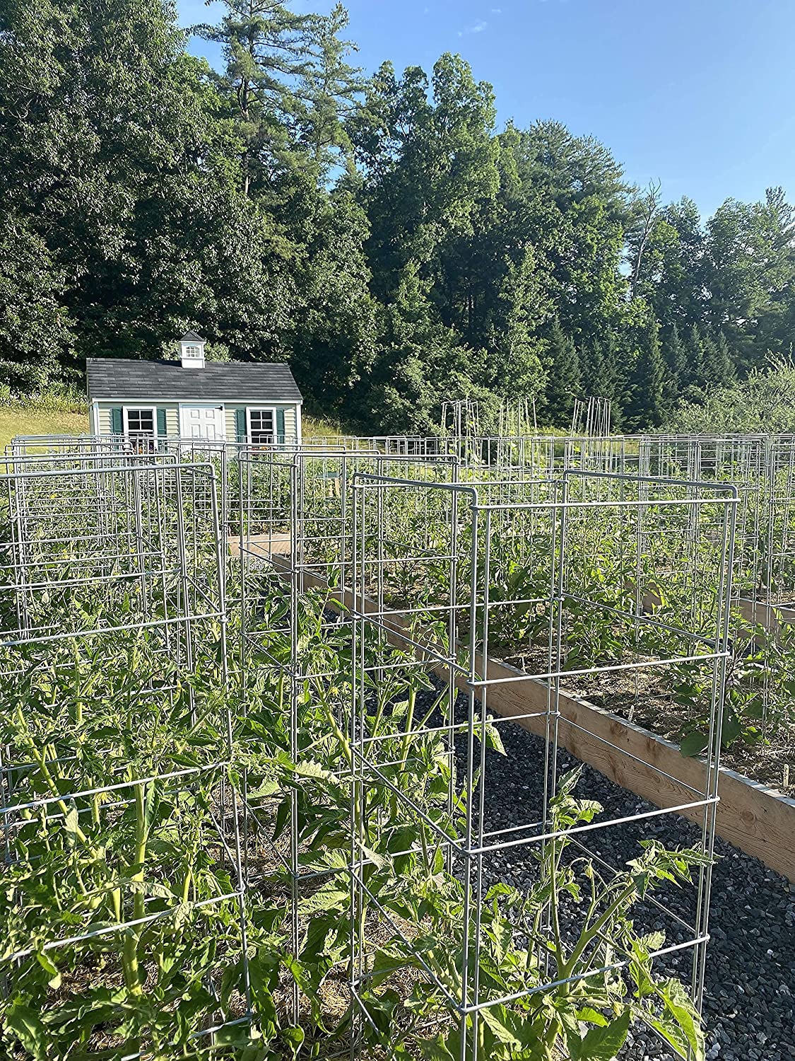5 pack 56 inch tomato cages
